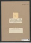 Coscinodiscus sp. (de-Toni-Nr.: Genus 202) Zeichnungen Sammlung Grunow Nr. 8943 (NHMW-BOT-W0378626)
